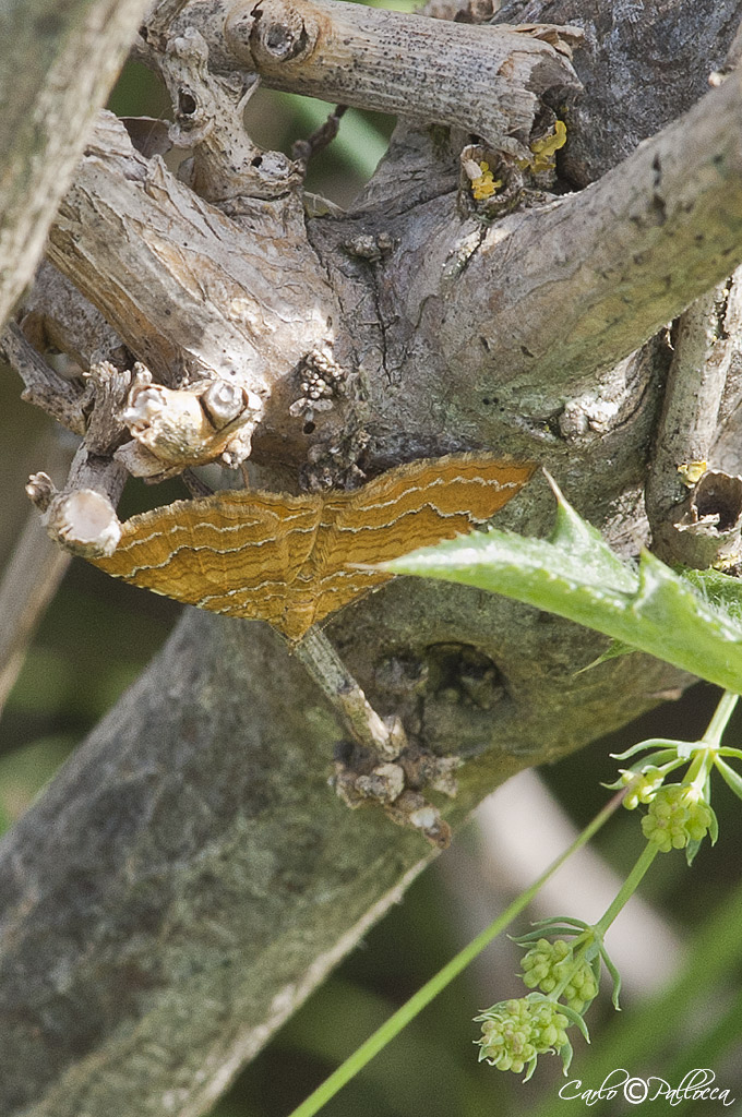 Camptogramma bilineata?